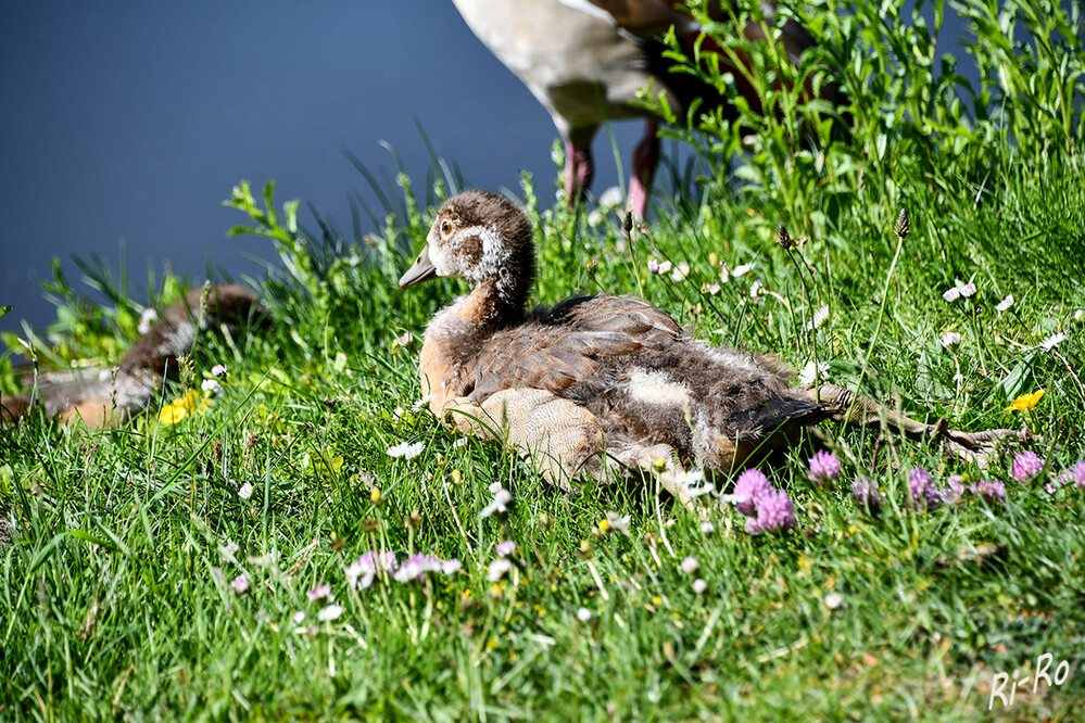 Ausgestreckt
Die Nilgänse sind nicht an feste Brutzeiten gebunden. In ihrem Ursprungshabitat in Afrika richten sie die Brutzeit nach der Regenzeit aus. Da es in Deutschland quasi immer regnet, können sie ihre Brutzeit hier frei wählen. (jimdofree.com/die-vögel-im-portrait)

 
