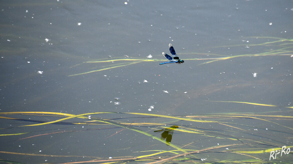 Am Fluß
Die fertig entwickelten Tiere der Gebänderten Prachtlibelle erreichen eine Flügelspannweite von 6,5 bis 7 Zentimetern u. eine Körperlänge von etwa 5 Zentimetern. Sie gehören damit zu den größten mitteleuropäischen Kleinlibellen. (deutschlands-natur.de)
