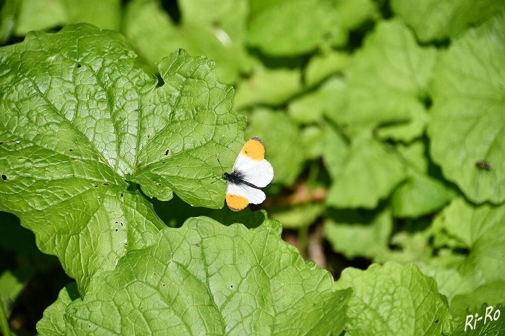 Aurorafalter
ab April kann man das auffällige Männchen mit der orangefarbenen Färbung auf der Oberseite der äußeren Vorderflügel beobachten. Etwas später erscheint auch das Weibchen, das weiße Flügel hat u. deshalb schnell mit anderen Weißlingen verwechselt werden kann. Die Eiablage geschieht in den Monaten Mai bis Juli. (insektenschutzakademie.de)
