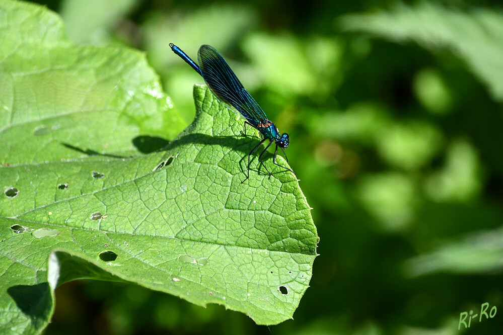 Zwei im Gebüsch
männchen
Die Gebänderte Prachtlibelle ist neben der Blauflügel-Prachtlibelle die einzige in Deutschland vorkommende Art der Prachtlibellen. Die weniger auffälligen Weibchen der Gebänderten Prachtlibelle sind metallisch grün bis bronzefarben u. weisen grünlich getönte Flügel (ohne Querbinden) mit ebenso grünlichen Adern auf. (deutschlands-natur.de)
