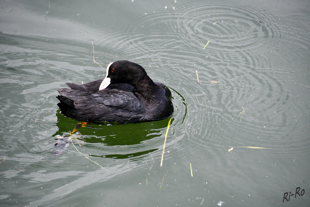 Blässhuhn
diese leben an flachen Teichen u. Seen sowie an langsam fließenden Gewässern. Wichtig ist, dass es viele Wasserpflanzen gibt u. einen Schilfgürtel. (kindernetz.de)
