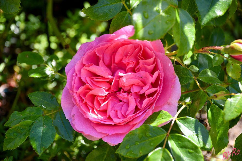 Buschrose
so bezeichnet werden alle Rosensorten, die in Strauchform wachsen. Dazu gehören sämtliche Strauchrosen, die man besonders gerne in Einzelstellung pflanzt, aber auch einige Zwergrosen u. Beetrosen mit kompakter u. buschiger Wuchsform. (heimhelden.de)
