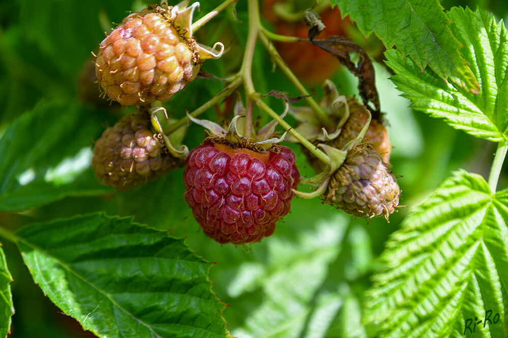 Himbeeren
gehören zu den sogenannten Pionierpflanzen. Diese Pflanzen sind sehr anspruchslos u. gedeihen selbst unter extremen Standortbedingungen. (botanikguide.de)
