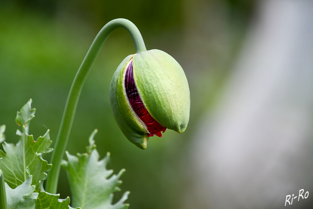 Mohnknospe
werden als Klatschmohn, Klatschrose oder Feuermohn bezeichnet. Insgesamt zählen etwa 100 verschiedene Arten zur Gattung. (gartenhunger.de)
