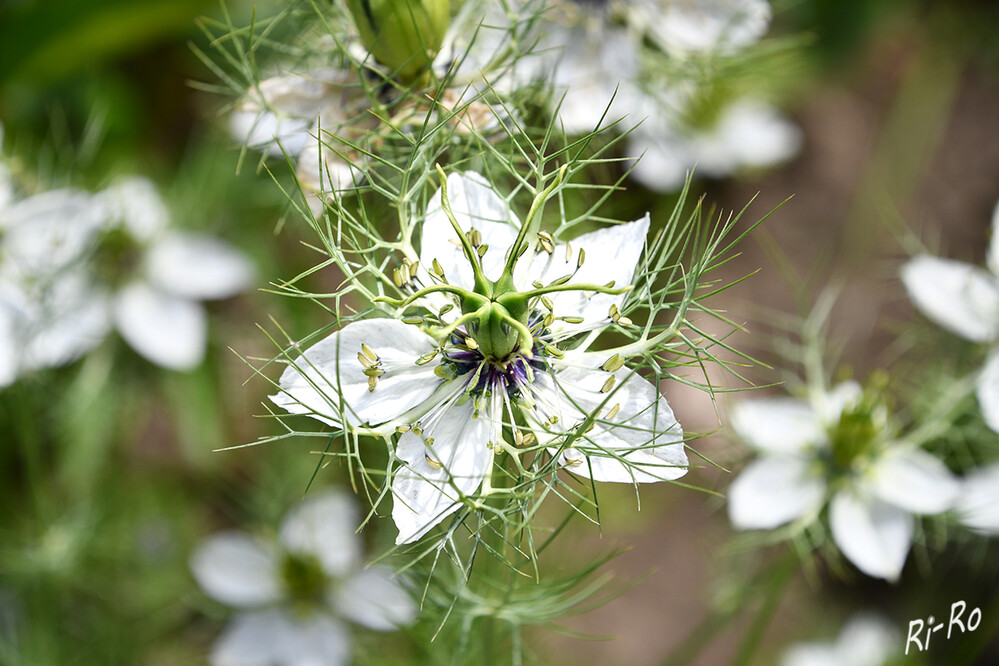 6 - Aufgeblüht
je nach Sorte in Weiß, Gelb, Rosa, Hellblau oder Zartviolett. Die Jungfer im Grünen ist eine einjährige zierliche Sommerblume mit aufrecht wachsenden, verzweigten Trieben. Die Laubblätter sind nadelfein. (garten-wissen)
