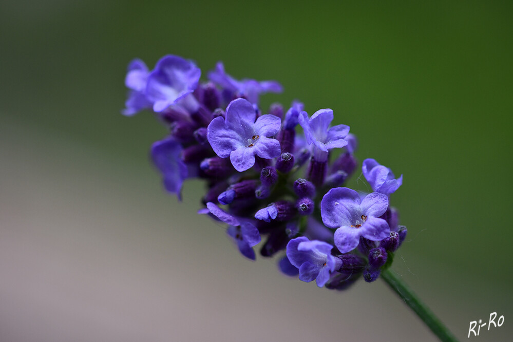 Lavendel
verleiht jedem Garten oder Balkon einen Hauch von mediterranem Flair. Gleichzeitig lockt er Insekten wie Bienen, Hummeln u. Schmetterlingen an u. bietet ihnen Nahrung. Lavendel ist ein ausgefallenes Gewürz. (ndr.de/ratgeber/garten)
