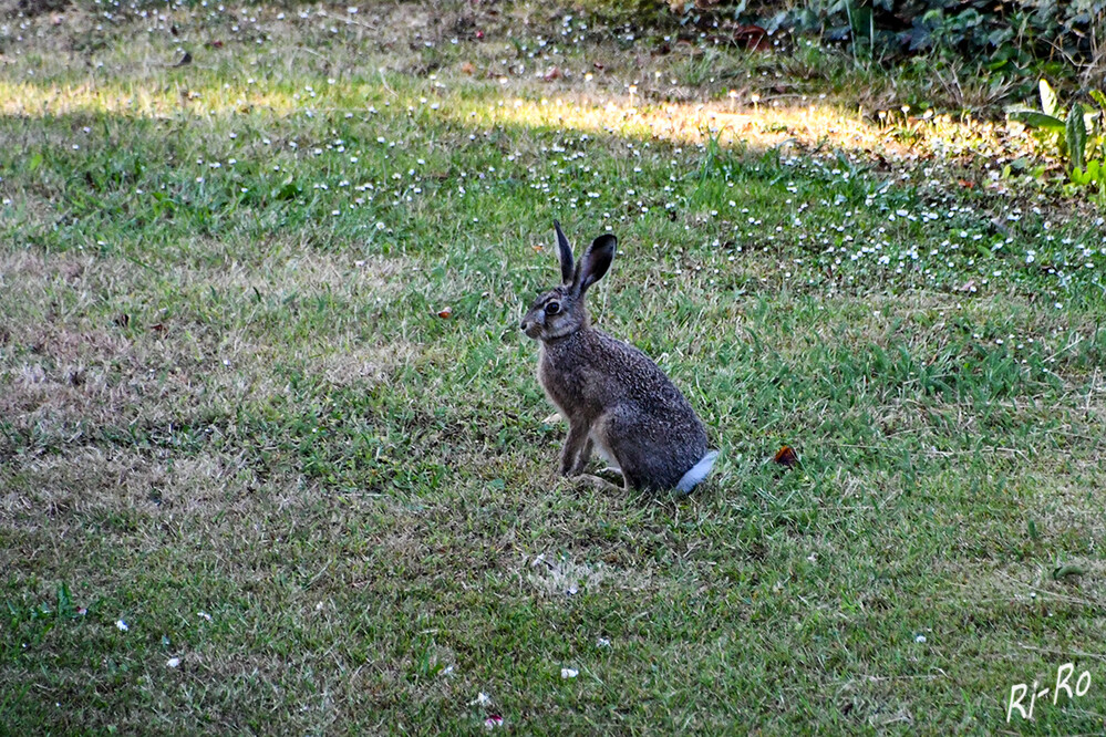 Junger Feldhase
er ist ein Meister der Tarnung mit einem ausgezeichneten Gehör. Im Sommer ist das Fell des Feldhasen erdbraun, im Winter gräulich-braun. Die Hinterläufe u. Ohren sind außergewöhnlich lang. (deutschewildtierstiftung.de)
