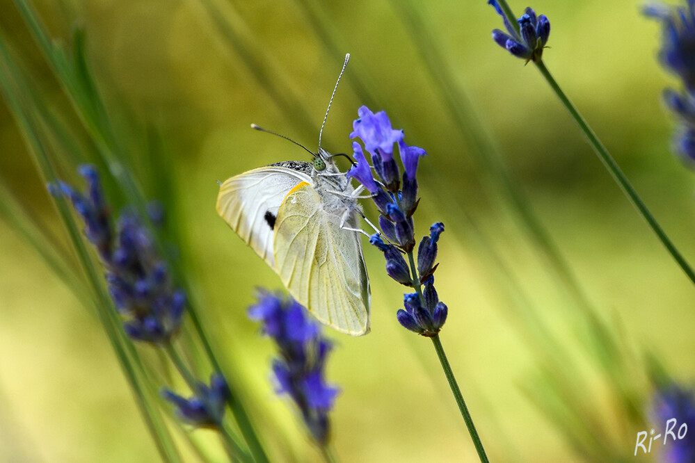 Auftanken am Lavendel
Sowohl der große als auch der kleine Kohlweißling sind Tagfalter aus der Familie der Weißlinge. Wie bei allen Schmetterlingen ist es nicht der Schmetterling selbst, der bei Pflanzen nichts als den Stängel übrig lässt, sondern deren Raupen. (meine-ernte.de)
