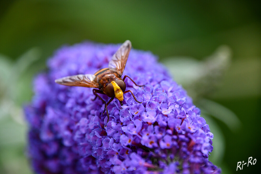 Hummelschwebfliege
sie weist eine Körperlänge von 18-22 mm auf u. gehört zur Ordnung der Zweiflügler. (vespa-crabro.com)
