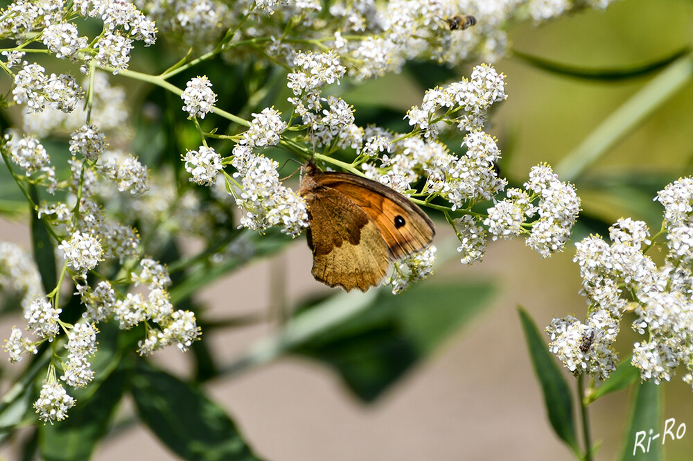 Großes Ochsenauge
Der Schmetterling besitzt eine Flügelspannweite von vier bis fünf cm. Im Gegensatz zu den dunkelbraunen Männchen, besitzen die Weibchen einen orangenen Fleck mit einem schwarzen Punkt in der Flügelmitte. Bei beiden sind die Vorderflügelunterseiten orange u. die Hinterflügel graubraun. (lexikon-schmetterlinge.de)

