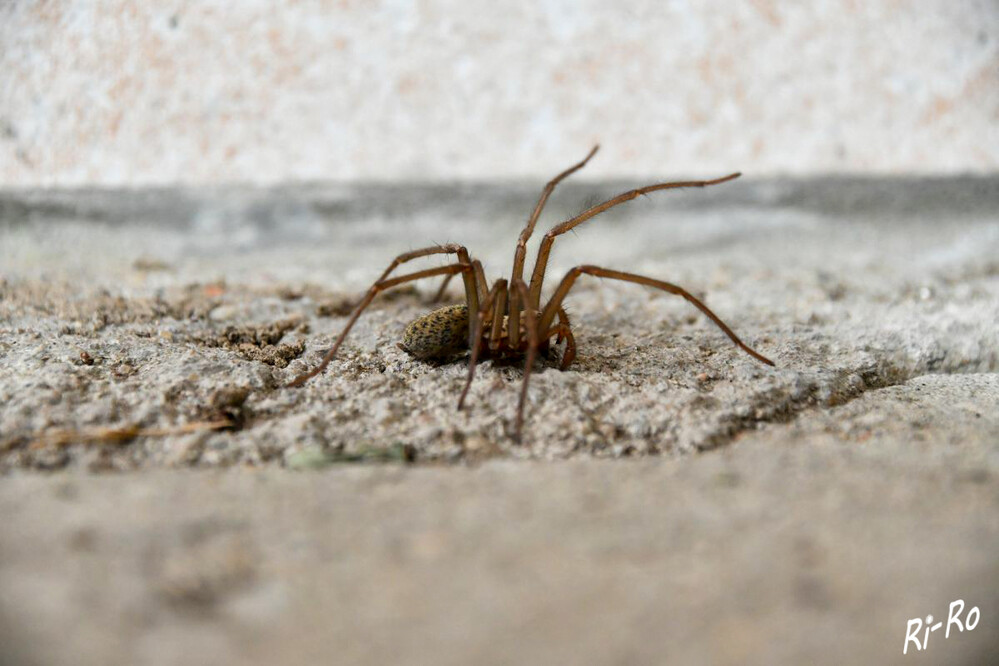Stretching
Forscher haben bisher 45.000 Spinnenarten entdeckt. Spinnen sind keine Insekten. Das Spinnenherz sitzt im Hinterleib. Die Superkraft der Spinnen ist ihr Tastsinn. (peta.de)
