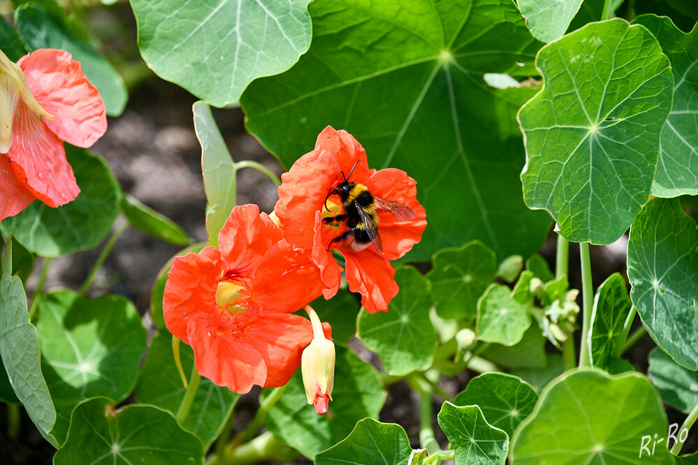 Brummender Bestäuber
Hummeln sind nicht nur ziemlich harmlose, sondern auch freundliche u. sehr hübsche Insekten. Die gemütlich dicken Blütenbesucher im bunten Pelz gehören zu den Stechimmen  genauer zu den Bienen. Wie die Honigbiene leben sie nicht solo. (nabu u. br.de/wissen)

