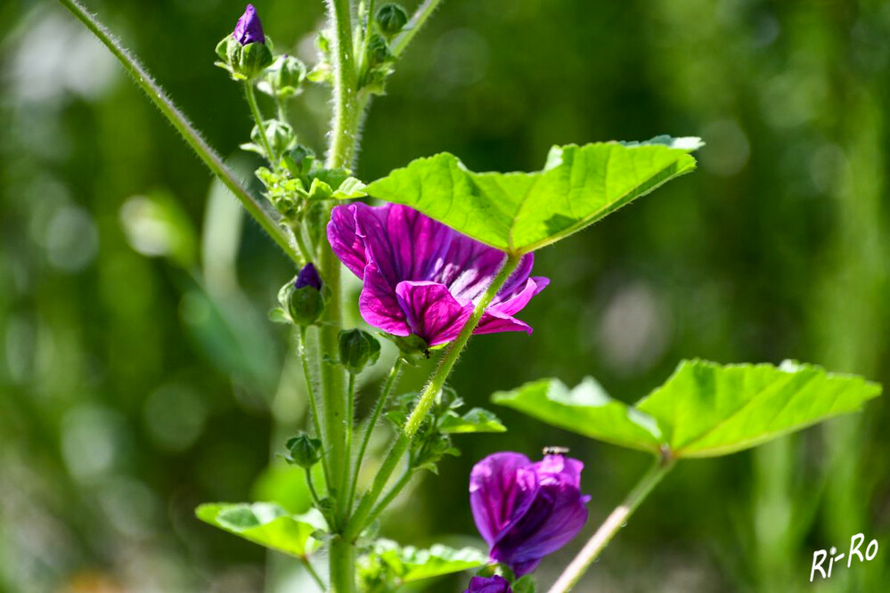 Malve
Im Mittelalter gehörte sie zu den wichtigsten Heilpflanzen. Heute ist sie zudem als farbenfrohe Gartenblume bekannt. (t-online)
