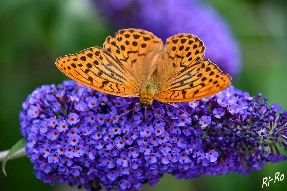 Kaisermantel
er ist Schmetterling des Jahres 2022. Der Kaisermantel ist unser größter heimischer Perlmuttfalter. Die Überwinterung erfolgt bei dieser Schmetterlingsart als Raupe. (nabu)

