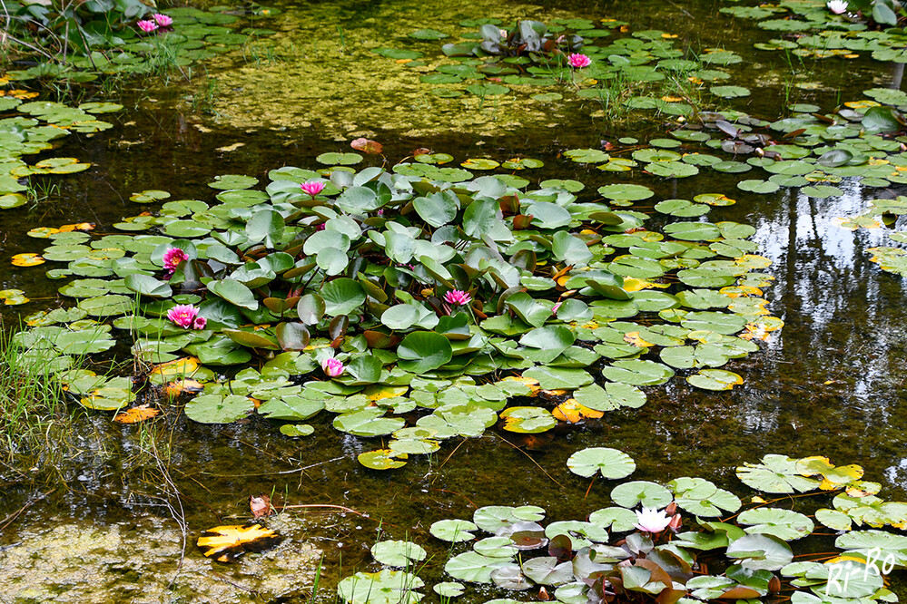 Seerosenteich
die Blütenpracht begeistert den ganzen Sommer über, immer wieder mit neu kommenden Knospen u. sich öffnenden Blüten. (naturagart.de)
