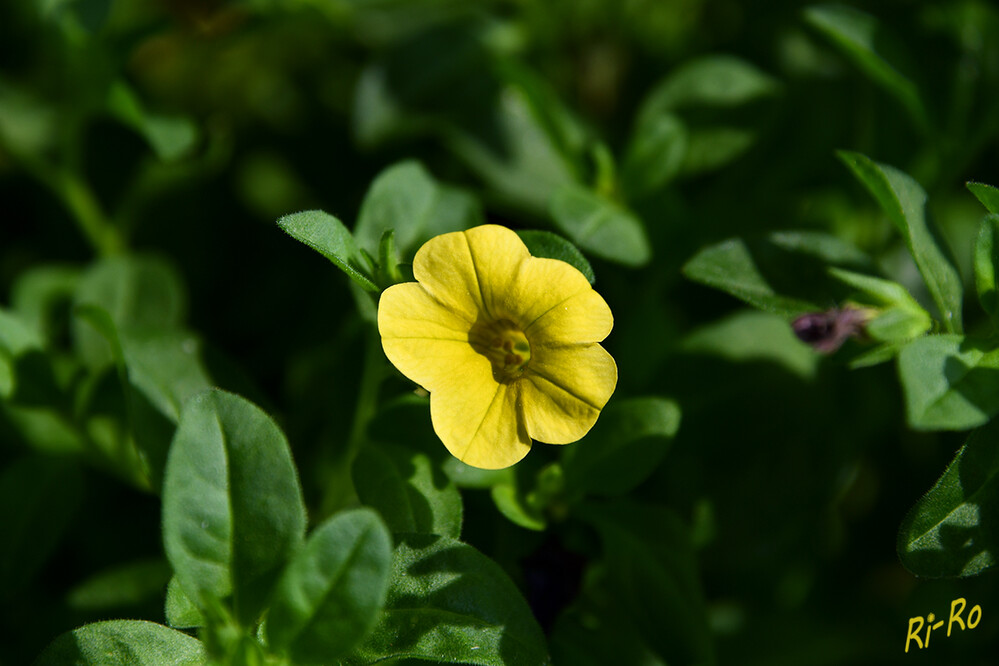 Petunien
sind Nachtschattengewächse. In dieser Familie bildet die Petunia eine eigene Gattung, die mit den Tabakpflanzen verwandt ist. (obi.de/magazin/garten)
