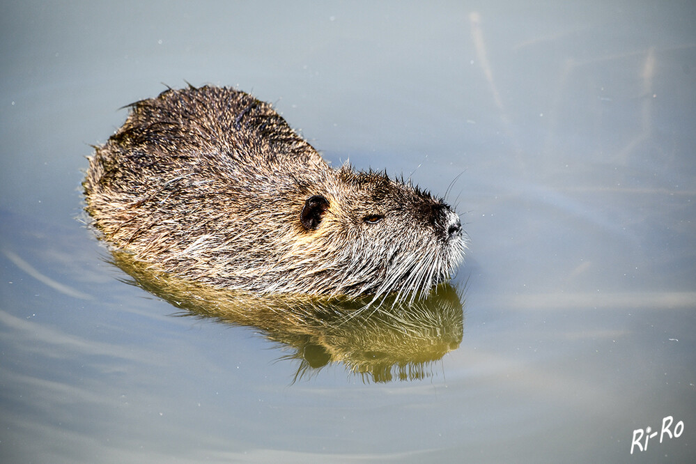 Nutria
mit einer Körperlänge bis 65 cm u. einer Schwanzlänge bis 45 cm ist die Nutria ein recht großes Nagetier. Die Gestalt erinnert an die des etwas größeren Bibers u. der kleineren Bisamratte. (umweltbundesamt.de)
