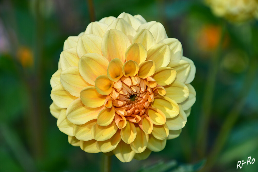 Pompon-Dahlie
sie erreichen eine Höhe von 80 - 90 cm. Ab Juni präsentieren diese sich mit verschiedenen Farben u. körbchenartigen Blüten. (floragard)
