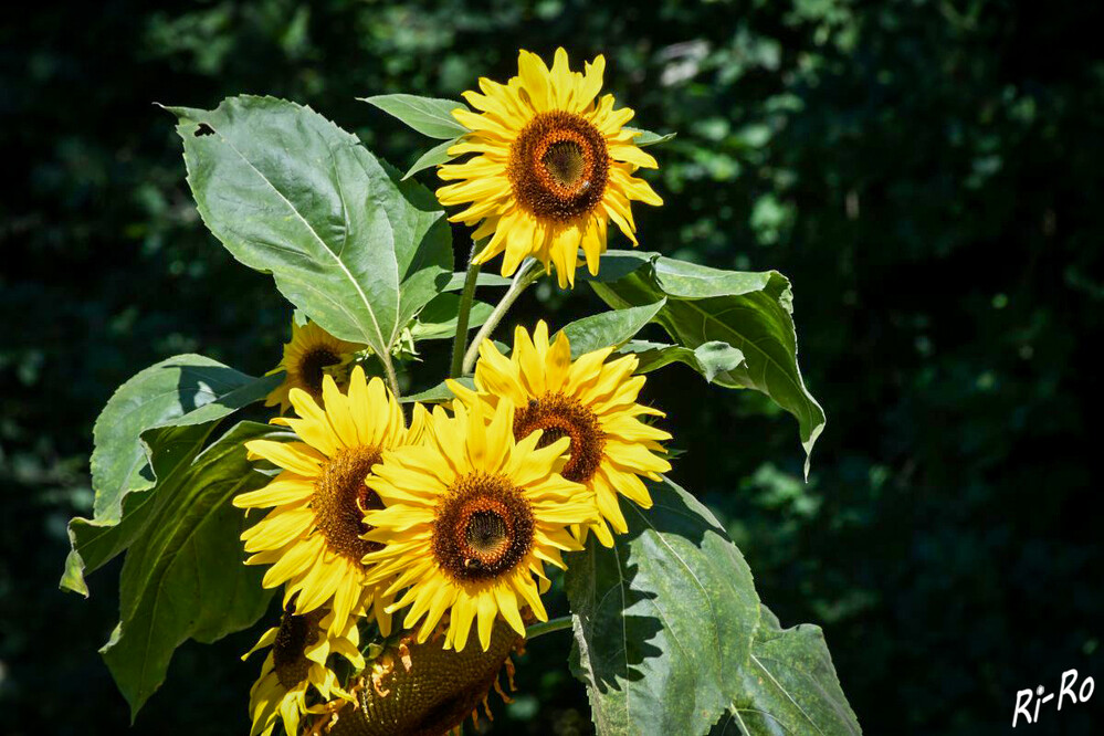 8 - Sonnenblumen
stehen in unseren Breiten für den Hochsommer. Dabei haben sie ihren Namen nicht nur aufgrund ihres Aussehens. Sie wurden bereits 2.500 v. Chr. von den Azteken verehrt. Es gibt verschiedene Sorten. (pflanzen-steckbriefe.de)
