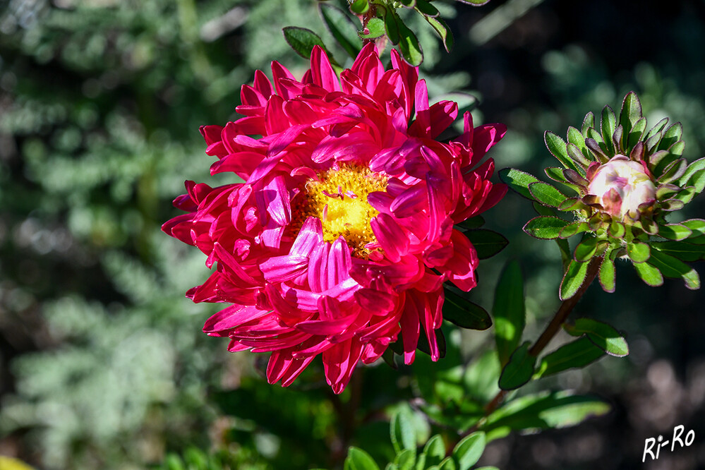   Von der Sonne angestrahlt
Farblich decken Astern alle Nuancen von dunklem Violett über Pink, aber auch Rot u. Orange bis Weiß ab u. ergänzen damit wunderbar jedes Beet. (plantura.garden)

 
