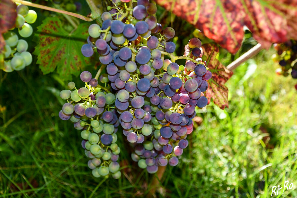 Weintrauben
der Ursprung liegt in Mittelasien u. Transkaukasien. In der heutigen Zeit baut man die Trauben auf allen Kontinenten an, sodass sie zu den bedeutendsten Fruchtarten auf dem internationalen Früchtemarkt zählen. (paradisi.de)

 
