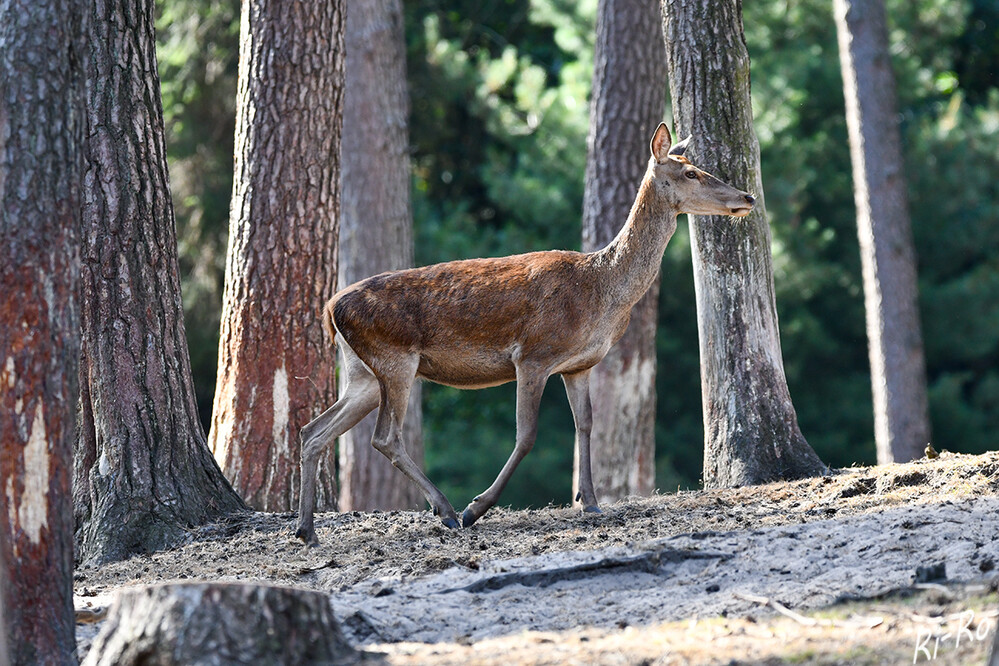 Rotwild
im Gegensatz zum Rehwild hat der Hirsch einen Schwanz. Die Hirschkuh ist der weibliche Hirsch. Sie ist kleiner als der Hirsch u wiegt ca. 80-100 kg. (futura-sciences)
