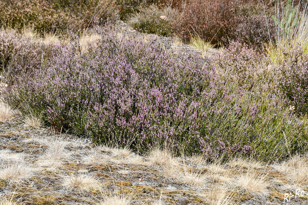 Heidekraut
Dürre u. Hitze machen der Natur zu schaffen. Die belastenden klimatischen Umstände wirken sich auch auf die Westruper Heide aus. (halternerzeitung)
