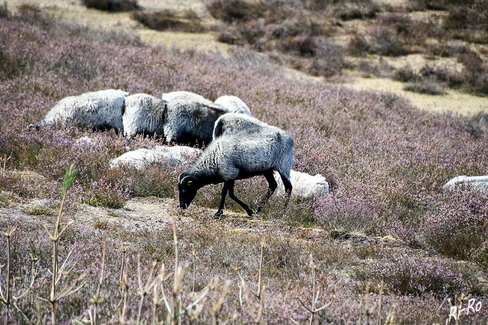 Heidschnucken
ziehen im Spätsommer zur Heideblüte durch die Flächen. Sie ernähren sich von Heidekraut, Wildkräutern u. Gras. Mit ihren Beinen zertreten sie die Spinnweben im Heidekraut. (lueneburger-heide)
