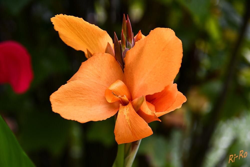 Cannova
Blumenrohr ist die einzige Gattung der Pflanzenfamilie der Blumenrohrgewächse, die zur Ordnung der Ingwerartigen innerhalb der Einkeimblättrigen Pflanzen gehört. Die etwa 10 Arten besitzen eine rein neotropische Verbreitung. (Wikipedia)
