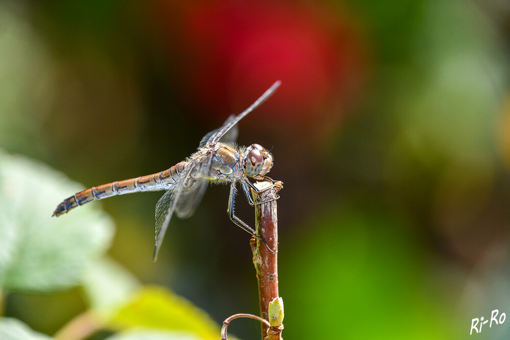 9 - Heidelibelle
Libellen gehören neben Schmetterlingen zu den farbenprächtigsten Insekten unserer Fauna. Daher ist es nahezu unausweichlich, mehrere Merkmale zur sicheren Bestimmung eines Tieres zu berücksichtigen. (libellenwissen.de)
