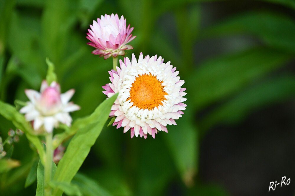 Garten-Strohblume
es gibt etwa 600 Arten. Ihre Heimat hat sie in Australien. Während sie dort mehrjährig u. ausdauernd wächst, wird sie in Deutschland einjährig als Sommerblume kultiviert. (wikipedia.org)
