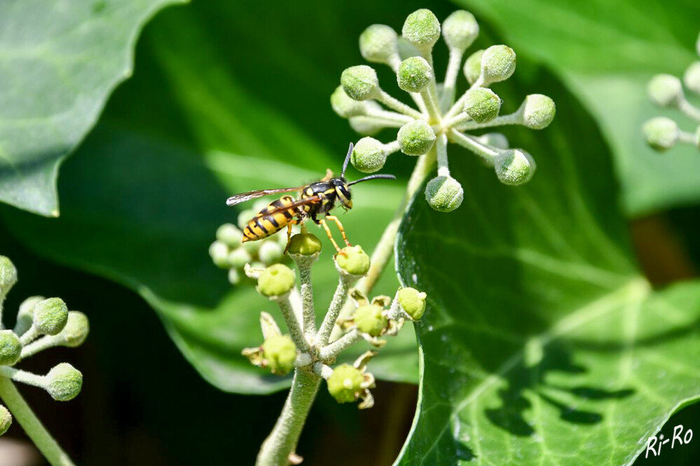 Wespe
sie gehört zum Stamm der Gliedertiere, zur Klasse der Insekten u. zur Ordnung der Hautflügler. (wespen-ratgeber)
