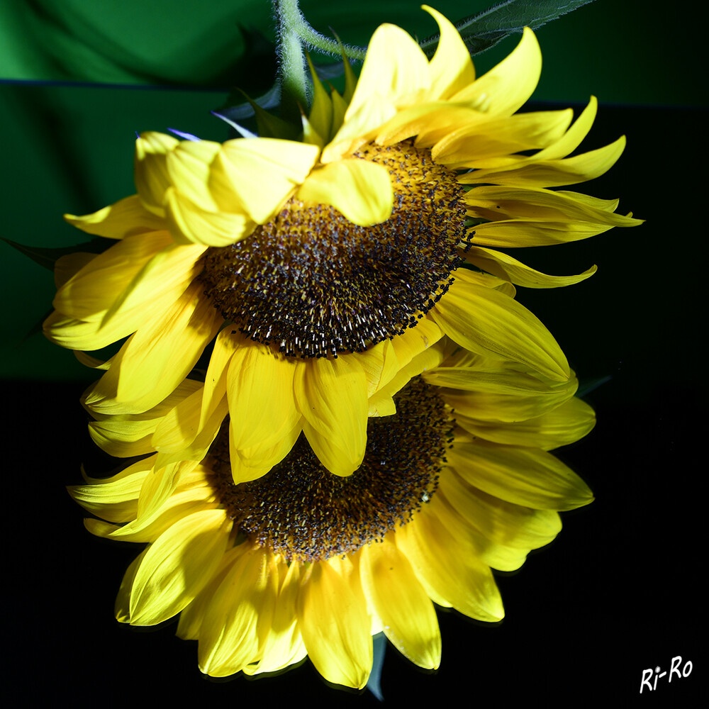 Sonnenblume
an sonnigen Tagen verfolgt die Knospe die Sonne von Ost nach West, während sie sich nachts oder in der Morgendämmerung nach Osten zurückdreht. Die Blütenkörbe richten sich fast immer auf Mittag ein. (wikipedia)

