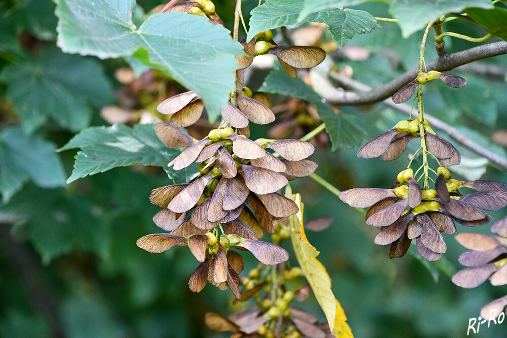 Ahorn
die Blüten stehen in schirmtraubigen oder doldigen, seltener traubigen oder großen rispigen Blütenständen zusammen. Je Fruchtblatt gibt es selten eine, meist zwei Samenanlagen. (wikipedia.org)
