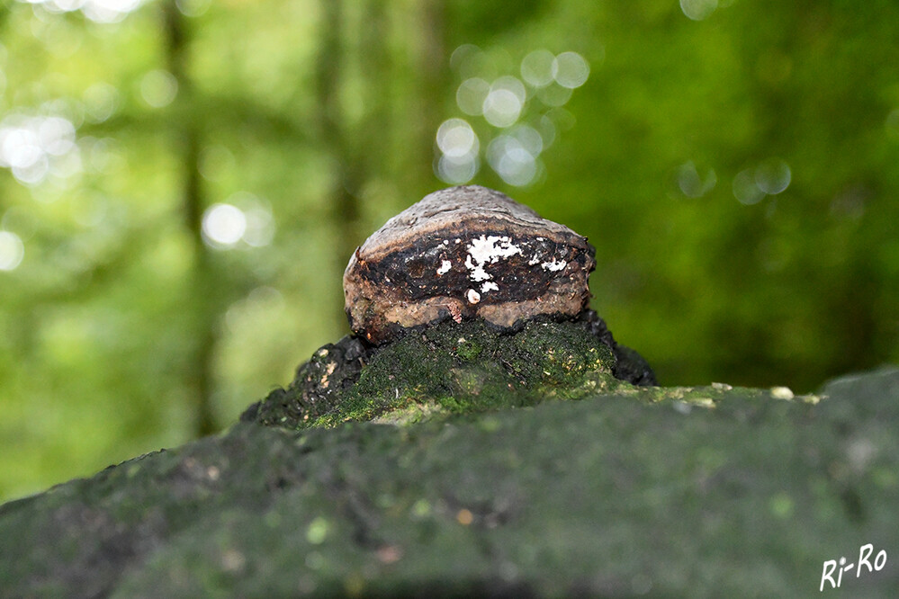 Im Wald
auf umgestürzten Bäumen entwickelt sich der Zunderpilz weiter. Der fruchtende Zunderpilz stirbt ab, sein Fruchtkörper kann jedoch mehrere Jahre am Baum verbleiben. (de1.apfal.org)
