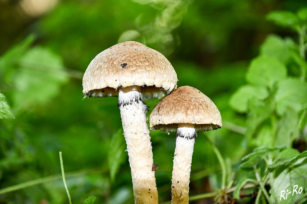 Graublättriger Schwefelkopf
ist ein weit verbreiteter, häufiger Pilz in den Wäldern Europas. Er wächst an totem Laub- u. Nadelholz, vor allem an Baumstümpfen. (biologie-seite)
