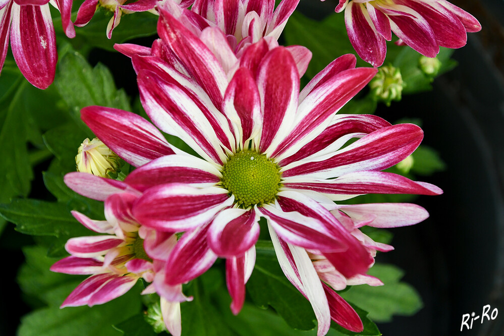 Chrysantheme
die Stammart Chrysanthemum hortorum entstand durch eine Kreuzung. Sie wachsen in Japan wild. Dort wurden sie auch schon lange vor unserer Zeitrechnung gezüchtet. (gartenschlumpf.de)

 
