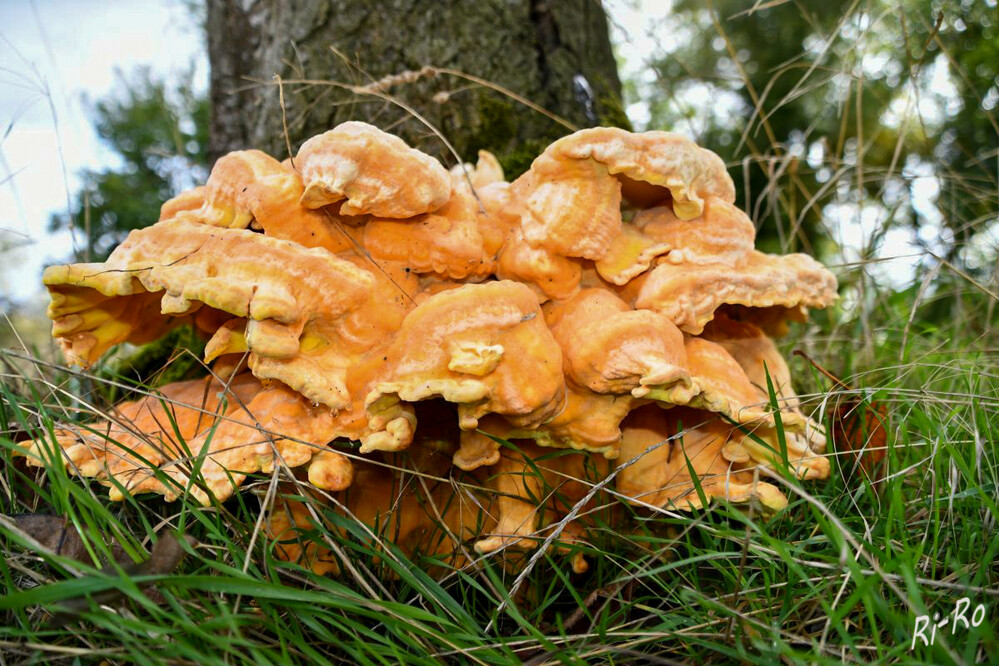 Gemeiner Schwefelporling
er ist eine Pilzart aus der Familie der Stielporlingsverwandten. Die vielhütigen, häufig sehr großen u. auffälligen Konsolen haben leuchtend schwefelgelbe bis orange Farben. (pilzewanderer.de)
