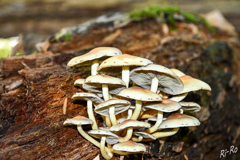 Rauchblättrige Schwefelkopf
oder auch graublättriger Schwefelkopf genannt, kommt eigentlich das ganze Jahr vor, jedoch vorwiegend in der kalten Jahreszeit. In Deutschland gibt es 13 Arten. (bund-naturschutz.de)
