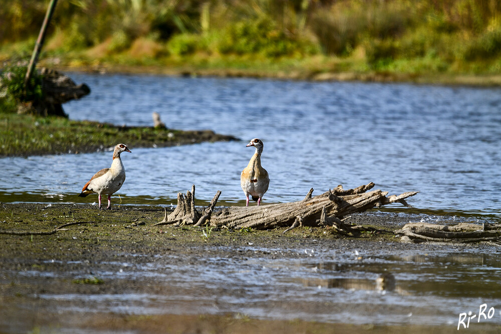 Nilgänse
in den Lippeauen bei Hamm.
