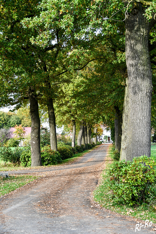 Allee
ihre Laubdächer erzeugen ein eigenes Kleinklima u. sind selbst kleine Biotope. Sie sind Lebensraum für viele Tiere u. Pflanzen. (umwelt.nrw)

 
