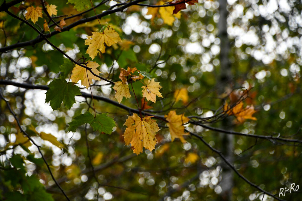 Blätter im Herbst
durch den Wegfall des Blattgrüns können nun die anderen Pigmente voll zur Geltung kommen. Die Karotinoide (gelb, orange, rot), die Xanthophylle (gelb) u. die Anthocyane (rot, violett, blau) verursachen die beeindruckende Farbvielfalt. (nabu.de)

 
