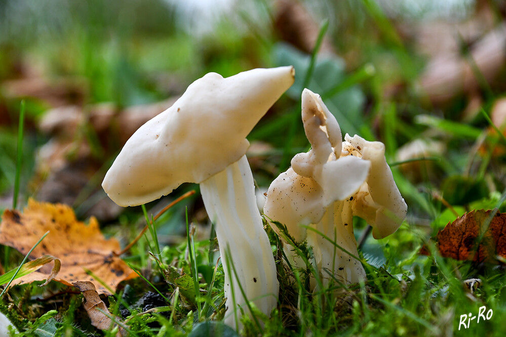 Herbstlorchel
ist in unseren Wäldern ein typischer Wegrandpilz, weit verbreitet u. wohl nirgendwo selten. Man findet sie ab Spätsommer bis zu den ersten Frösten. (fundkorb.de)
