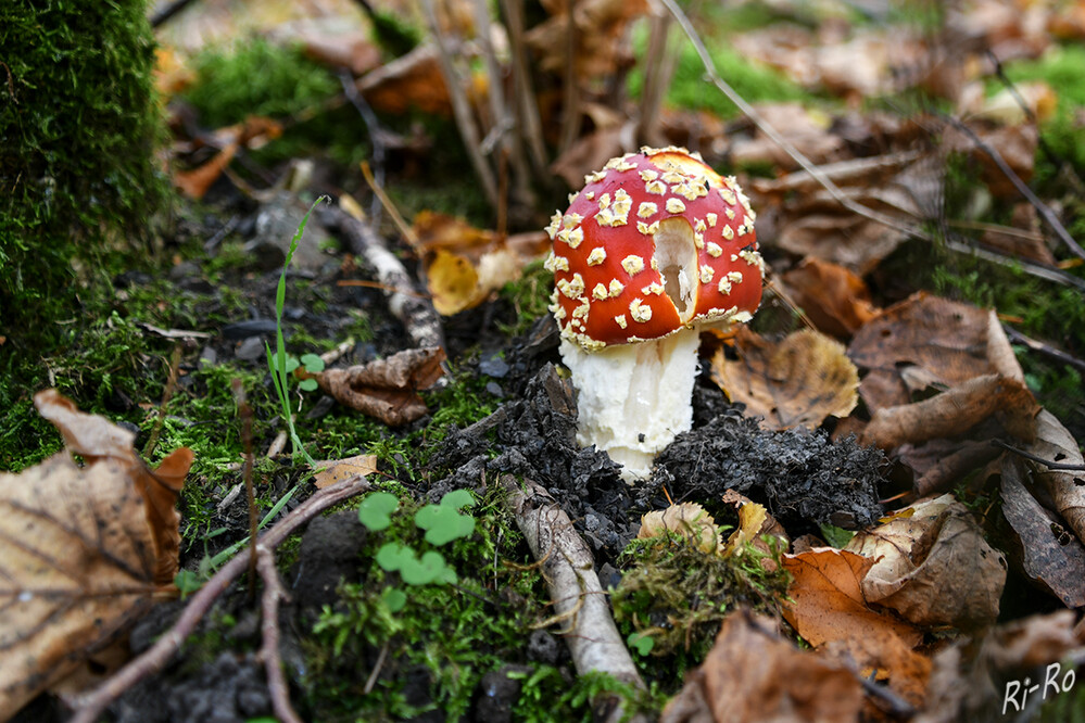 Rote Kappe
Der Fliegenpilz ist ein Giftpilz aus der Familie der Amanitaceae u. gehört zur Gattung der Wulstlinge. Er hat einen charakteristischen roten Hut von 5-20 cm Durchmesser mit weißen Flocken, die leicht abgewischt werden können u. bei Regen fehlen. (flexikon.doccheck)
