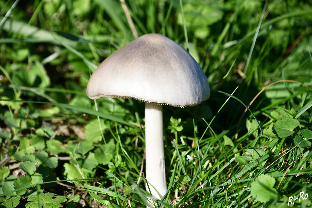 Wiesenpilz
Pilze spielen eine wichtige Rolle im Naturhaushalt. Weil sie organisches Material zersetzen können u. diese Nährstoffe wieder an andere Organismen abgeben. (natur-erleben/pilze)

 
