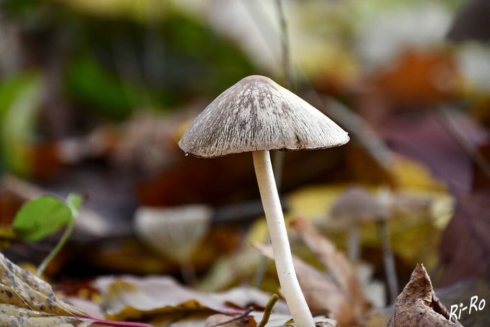 Pilz
Fotografiert auf einer unserer Waldrunden.
