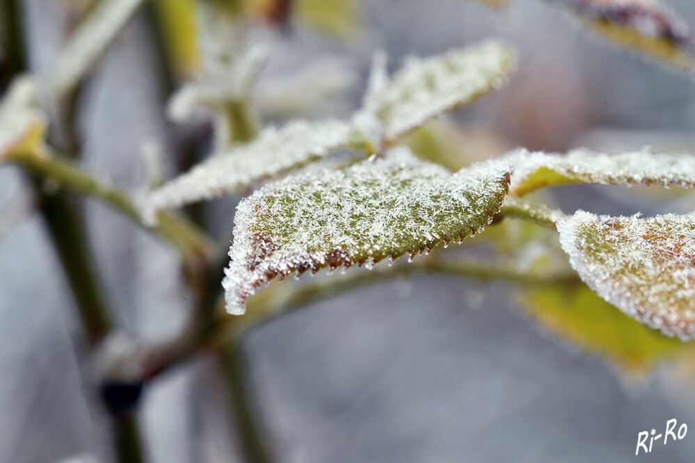 Eisblumen auf dem Blatt
um wachsen zu können, brauchen diese im Freien Temperaturen unter 0 Grad Celsius. (lt. blinde-kuh.de)

