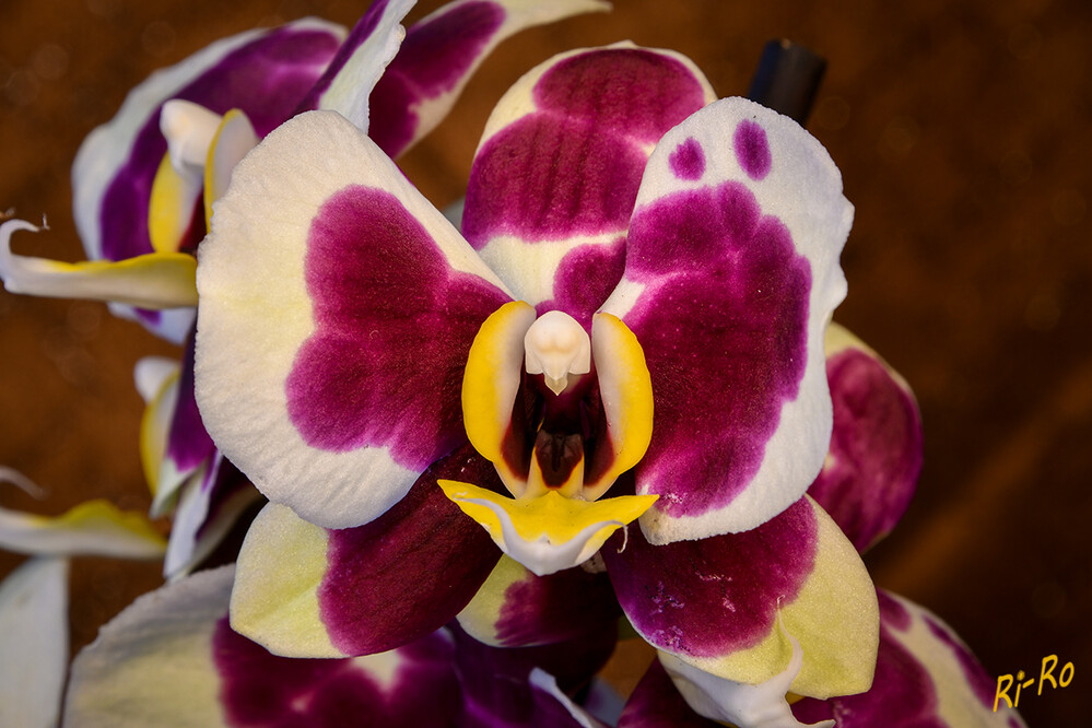 Orchidee
Phalaenopsis auch genannt Schmetterlingsorchidee, Nachtfalterorchidee oder Malaienblume. Die Blüte besteht aus 3 Petalen, 3 Sepalen u. der Säule. (orchideen-info)
