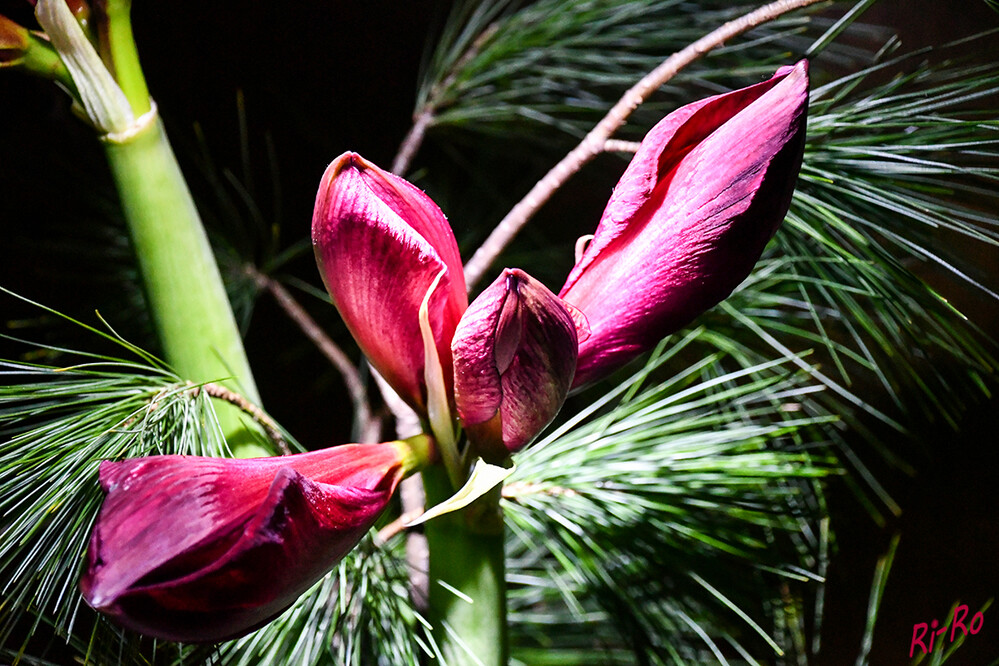Amaryllis
prächtige Blüten zeichnen Amaryllis u. Ritterstern aus. Sie gehören zur selben Familie. Die Pflanzen mit den großen Blüten, deren Farbpalette von Schneeweiß über Zartrosa bis hin zum klassischen tiefen Rot reicht, haben bei uns im Dezember Konjunktur. (ndr/ratgeber/garten)
