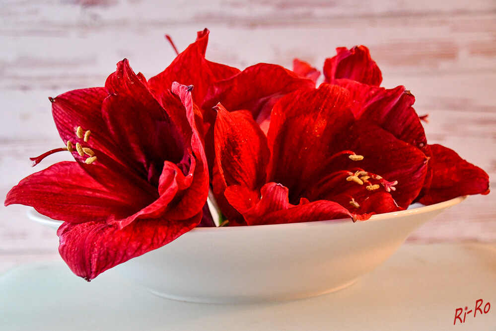 Winterdeko
Die echte Amaryllis wird auch Belladonnalilie genannt u. ist eine im Süden Afrikas heimische subtropische Zwiebelblume. (mein-schoener-garten)
